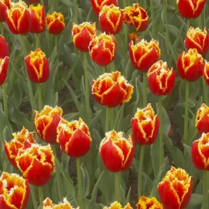 Tulip Davenport Keukenhof Gardens Netherlands PL001598 Tulip Davenport Keukenhof Gardens Netherlands PL001598