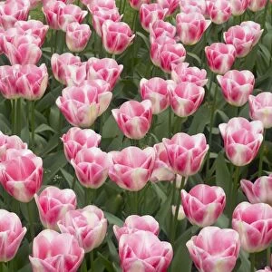 Tulip Diamond Keukenhof Gardens Netherlands PL001602