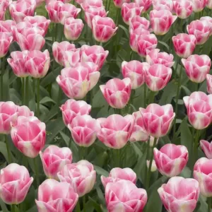 Tulip Diamond Keukenhof Gardens Netherlands PL001602 Tulip Diamond Keukenhof Gardens Netherlands PL001602