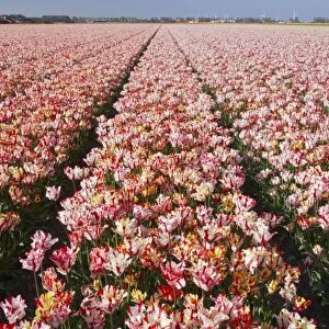Tulip Fields Netherlands PL001871