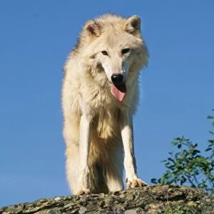 Tundra Arctic Wolf WAT 3934 Panting wolf with tongue extended Canis lupus tundrorum © M. Watson / ARDEA LONDON