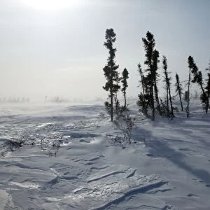 Tundra in snow storm. Churchill, Manitoba. Canada