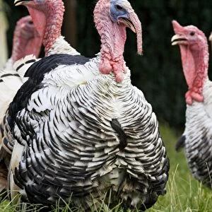 Turkey - male with female turkeys in background