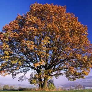 Turkey Oak Tree - autumn colour