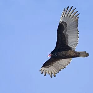 Turkey Vulture Connecticut in January