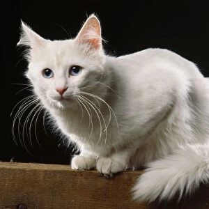 Turkish Angora Cat