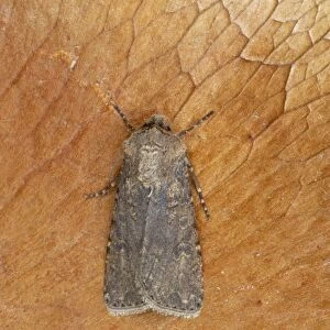 Turnip Moth Agrotis segetum Essex, UK IN000451