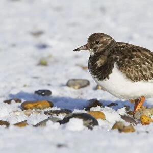 Turnstone - Single adult in winter plumage on a snow covered shingle beach. Norfolk, UK