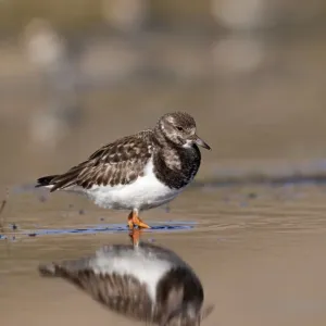 Turnstone - standing in shallow water along shoreline - Bamburgh - England Turnstone - standing in shallow water along shoreline - Bamburgh - England