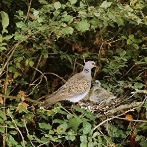 Turtle Dove - at nest with young