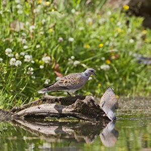 Turtle Dove - pair drinking at pond - Bedfordshire UK 10512