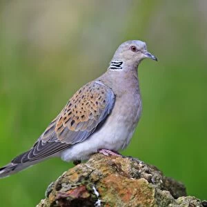 Turtle Dove. Pensthorpe - Norfolk - UK