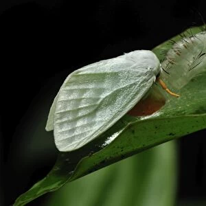 Tussock moths - after hatching out of the pupa - Gunung Leuser National Park - Northern Sumatra - Indonesia