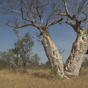 Twin Baobab Trees - Known as Boab Tree in Australia where it is the only species. Named after the explorer A. C. Gregory. All leaves are shed in the dry season. The large white flowers occur in the wet season