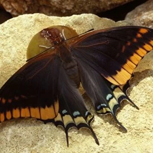 Twin-tailed / Two-tailed Pasha / Foxy Charaxes