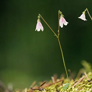 Twinflower (Linnaea borealis) in flower. Very rare in Scotland