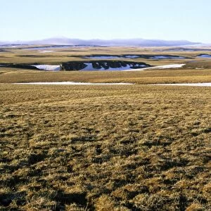 A typical tundra view (also a typical habitat of lemmings). Arctic tundra of Taimyr peninsula near Kara sea, North of Siberia, Russian Arctic. Summer, July. Di33. 2757
