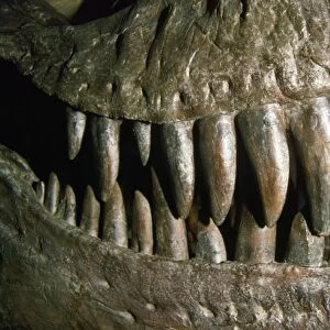 Tyrannosaurus Rex - teeth