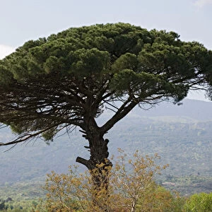 Umbrella Pine (Pinus pinea) in Sicilian landscape, on the slopes of Mount Etna. Source of edible pine nuts. Sicily