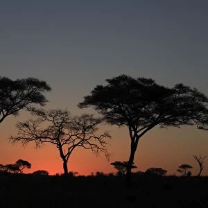 Umbrella Thorn Acacia / Umbrella Thorn / Israeli Babool Thorn - at sunset - Ngorongoro Crater Reserve - Serengeti - Tanzania