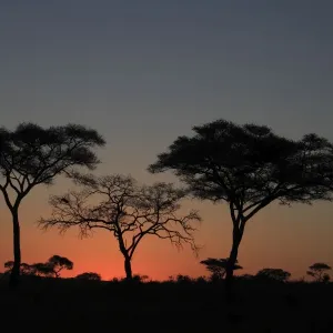 Umbrella Thorn Acacia / Umbrella Thorn / Israeli Babool Thorn - at sunset - Ngorongoro Crater Reserve - Serengeti - Tanzania Umbrella Thorn Acacia / Umbrella Thorn / Israeli Babool Thorn - at sunset - Ngorongoro Crater Reserve - Serengeti - Tanzania