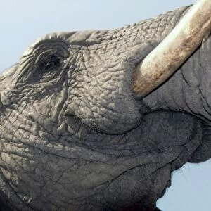 Underview of Elephant CRH 922 Close-up of mouth Moremi, Botswana Loxodonta africana © Chris Harvey - ARDEA LONDON