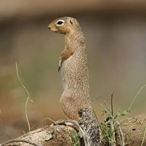 Unstriped Ground squirrel - on hind legs. Samburu National Park - Kenya - Africa