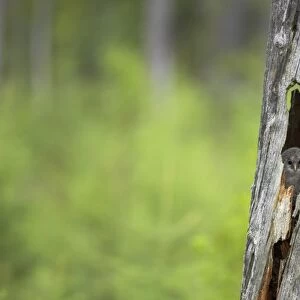 Ural Owl - Chick in Nest Tree Strix uralensis Finland BI014316