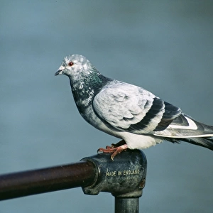 Urban Pigeon Feral. Made in England
