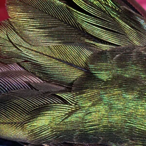 USA, Arizona. Close-up of hummingbird feathers. Date: 02-01-2021