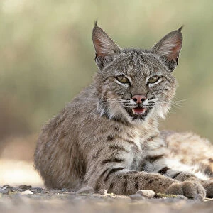 USA, Arizona. Close-up of resting female bobcat. Date: 31-03-2021