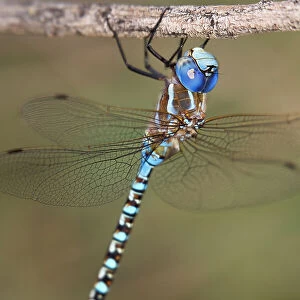 USA, Arizona, Havasu National Wildlife Refuge. Male blue-eyed darner dragonfly on limb. Date: 25-09-2011