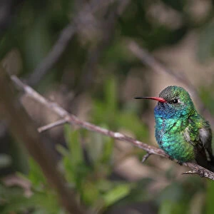 USA, Arizona, Madera Canyon. Broad-billed hummingbird on limb. Date: 26-03-2021