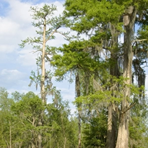 USA - Louisiana's Atchafalaya Basin, at 595, 000 acres, is the nation's largest swamp wilderness, containing nationally significant expanses of bottomland hardwoods, swamplands, bayous and back-water lakes. TPL5527