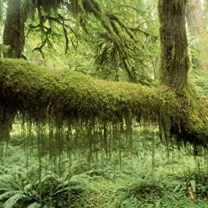 USA - Moss covered tree in rainforest. Olympic National Park, Washington, USA