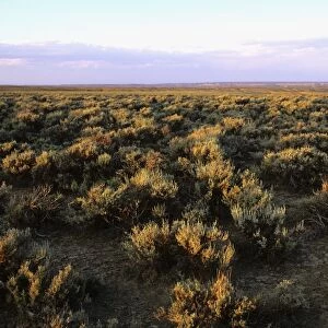 USA - Prairie in Wyoming
