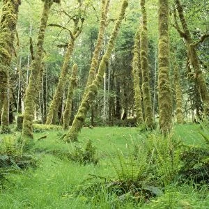 USA - rainforest succession growth of cottonwoods & alders. Hoh rainforest, Olympic National Park, Weshington, USA