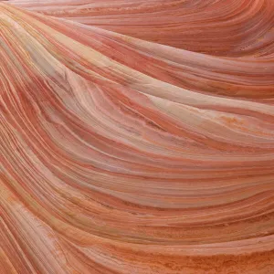 USA - Detail of the rock wall at The Wave, a breathtaking work of art, naturally carved in beautiful red and yellow striated soft Navajo sandstone. North Coyote Buttes, Paria Canyon-Vermilion Cliffs Wilderness