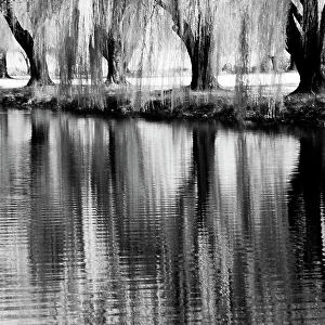 USA, Washington State, Eastern Washington. Weeping willow tree reflecting in pond Date: 30-03-2006