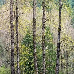 USA, Washington State, Fall City Cottonwoods just budding out in the spring along the Snoqualmie River Date: 11-04-2020