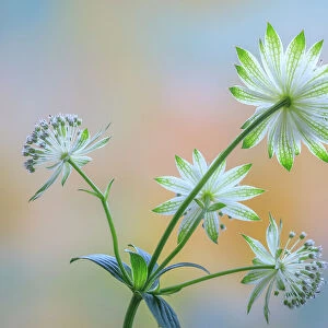 USA, Washington State, Seabeck. Astrantia blossoms close-up. Date: 09-06-2020