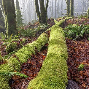 USA, Washington State, Seabeck, Guillemot Cove Nature Preserve. Fallen moss-covered maple tree. Date: 09-01-2021