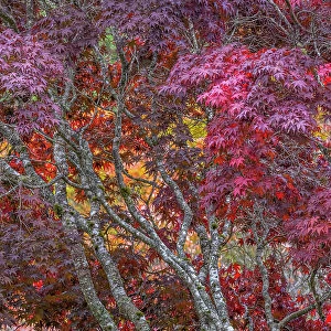 USA, Washington State, Seabeck. Japanese maple tree in autumn. Date: 15-10-2021