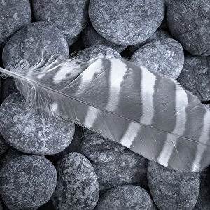 USA, Washington State, Seabeck. Raptor feather on rocks. Date: 12-08-2021