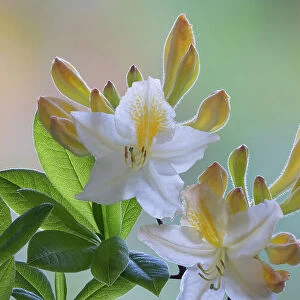USA, Washington State, Seabeck. White and yellow azalea flowers. Date: 10-05-2021