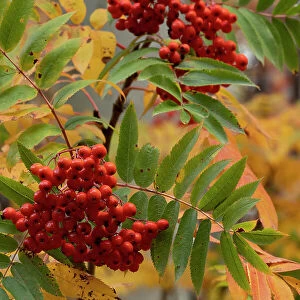 USA, Wyoming. American Mountain Ash with berries, Caribou-Targhee National Forest. Date: 22-09-2020