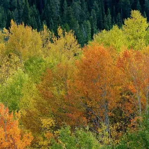 USA, Wyoming. Autumn aspen, Grand Teton National Park. Date: 26-09-2020 USA, Wyoming. Autumn aspen, Grand Teton National Park. Date: 26-09-2020