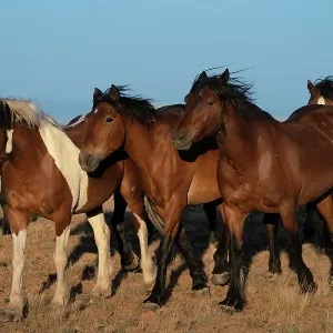 USA, Wyoming. Close-up of wild horses walking in desert. Date: 06-06-2021 USA, Wyoming. Close-up of wild horses walking in desert. Date: 06-06-2021