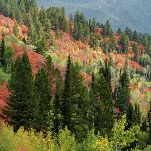 USA, Wyoming. Colorful autumn foliage of the Caribou-Targhee National Forest. Date: 22-09-2020 USA, Wyoming. Colorful autumn foliage of the Caribou-Targhee National Forest. Date: 22-09-2020