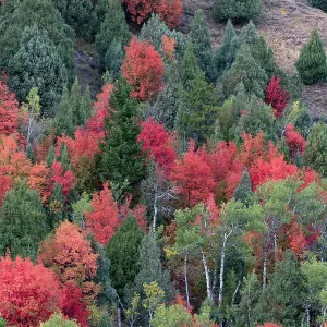 USA, Wyoming. Colorful autumn foliage of the Caribou-Targhee National Forest. Date: 20-09-2020 USA, Wyoming. Colorful autumn foliage of the Caribou-Targhee National Forest. Date: 20-09-2020